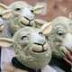 Illustration for article titled United Nations Urges Human Rights for Clones (Sort Of)